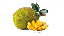 JACKFRUIT